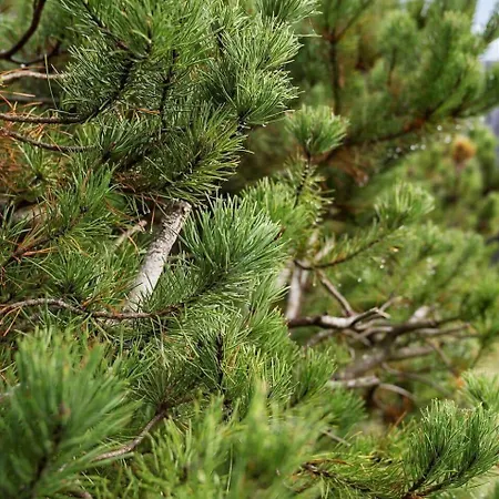 Tatil Evi 2555-romo-a-m-listsvej-6